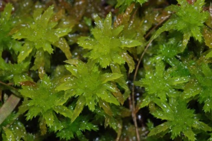 Sphagnum Structură (Sphagnum) Structura Sphagnum
