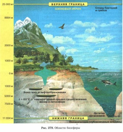 Proprietăți biogeocenosis (schimbarea ecosistemelor afectate) proprietăţile biogeocenosis