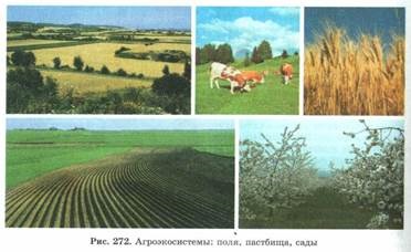 Proprietăți biogeocenosis (schimbarea ecosistemelor afectate) proprietăţile biogeocenosis