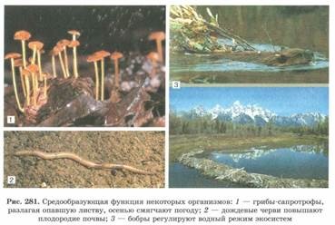 Proprietăți biogeocenosis (biogeocenosis) proprietăţile biogeocenosis