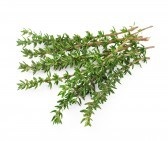 Cimbru - trebuie doar să crească, ușor de aplicat, în creștere roșii în cabana de vară (a) Cimbru - trebuie doar să crească, ușor de utilizat, cultivarea de tomate pe un site țară