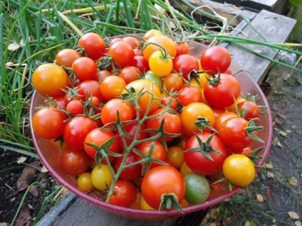 rosii cherry (Foto Svit Cherri Barbara) rosii cherry