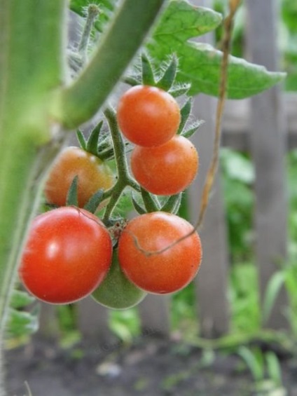 roșii cherry (OksanaII galben roșu) rosii cherry