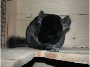 Grija pentru Chinchilla (chinchilla rutina de zi cu zi) Chinchilla Îngrijire