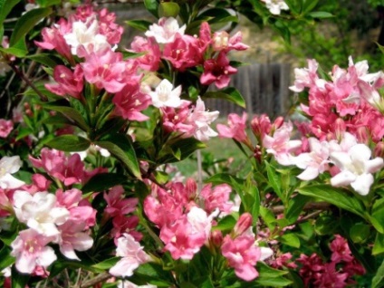 Weigel - plantarea și îngrijirea în câmp deschis (Weigela) Weigel - plantarea și îngrijirea în câmp deschis