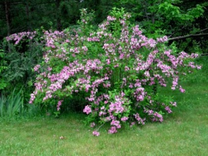Weigel - plantarea și îngrijirea în câmp deschis (îngrijire) Weigel - plantarea și îngrijirea în câmp deschis
