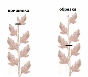 Cultivăm răsaduri de flori anuale pentru (răsaduri de flori) Cultivăm răsaduri de flori anuale pentru