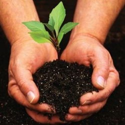 Cultivăm răsaduri de flori anuale pentru (cum să crească puieți petunii) Cultivăm răsaduri de flori anuale pentru