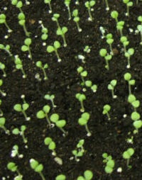 Cultivăm răsaduri de flori anuale pentru (creștere răsaduri de flori) Cultivăm răsaduri de flori anuale pentru