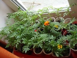 Crește răsaduri de flori anuale (fără anuale flori plantule) Cultivăm răsaduri de flori anuale pentru