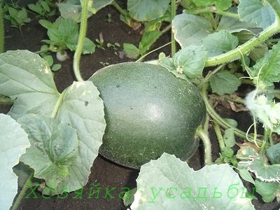 Cultivarea de pepeni în Siberia fără adăpost (pepeni în aer liber) Cultivarea pepeni în Siberia fără adăpost