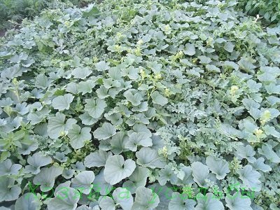 Cultivarea de pepeni în Siberia fără adăpost (pepeni) Cultivarea pepeni în Siberia fără adăpost