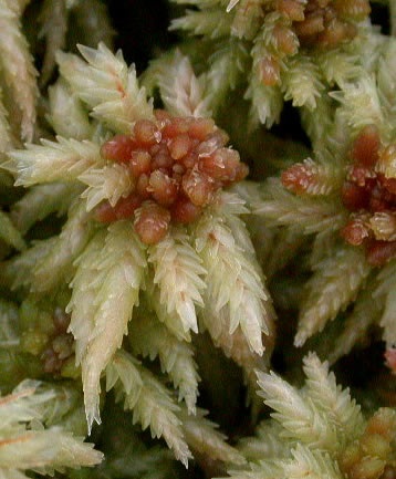Cultivarea Moss - yarportal, Yaroslavl forum (ORDINEA PLANTE Yaroslavsky) Cultivarea Moss - yarportal, forum Yaroslavl