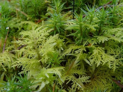 Cultivarea Moss - yarportal, Yaroslavl forum (ORDINEA PLANTE Yaroslavsky) Cultivarea Moss - yarportal, forum Yaroslavl