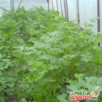 Cultivarea verdeață în seră ca pătrunjelul de afaceri, fenicul, spanac, ceapa, salata verde (ceapa verde) Cultivarea verdeață în seră ca pătrunjelul de afaceri, fenicul, spanac, ceapă, salată