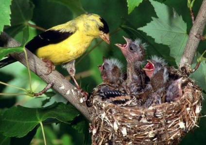 Precocial птици, особено на развитието и функционирането