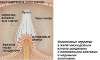 Urechea internă ca organ de echilibru (cunoaștere - fiziologia umană) (melc) Urechea internă ca organ de echilibru (cunoaștere - fiziologie umană)