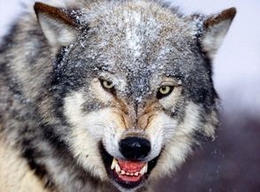 Wolf trăiește într-un pachet (de viață) Wolf trăiește într-un pachet