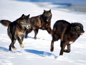Wolf trăiește într-un ambalaj (pui de lup stânga) Wolf trăiește într-un pachet