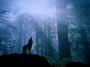 Wolf trăiește într-un ambalaj (pui de lup stânga) Wolf trăiește într-un pachet
