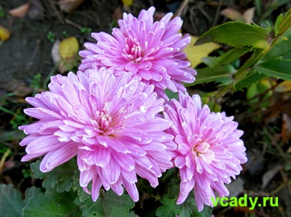 Chrysanthemum coreeană (stejari) (stejari) Chrysanthemum coreeană (stejari)