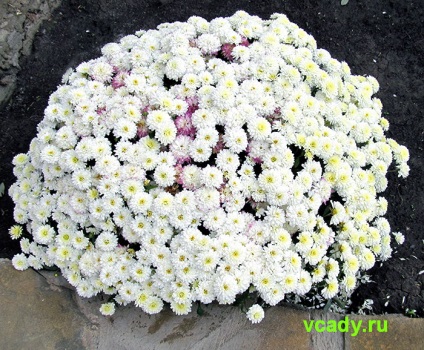 Chrysanthemum coreeană (stejari) (coreeană) Chrysanthemum coreeană (stejari)