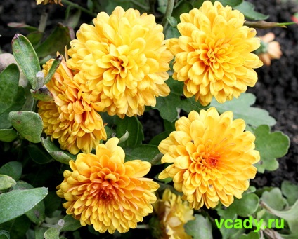 Chrysanthemum coreeană (stejari) (crizantema) Chrysanthemum coreeană (stejari)