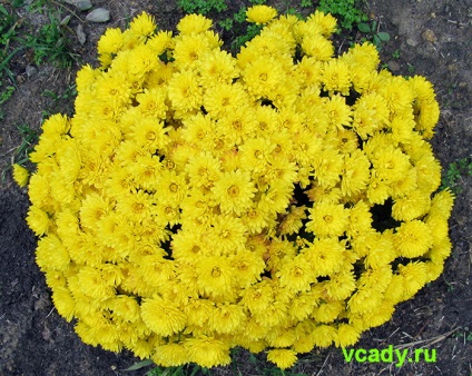 Chrysanthemum coreeană (stejari) (stejari) Chrysanthemum coreeană (stejari)