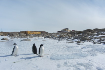 De ce antarctica (reduceri reale) De ce antarctica