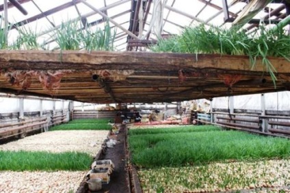 Verzii în cultivarea cu efect de seră, pe tot parcursul anului de afaceri (business în seră) Verzii în cultivarea cu efect de seră de afaceri pe tot parcursul anului
