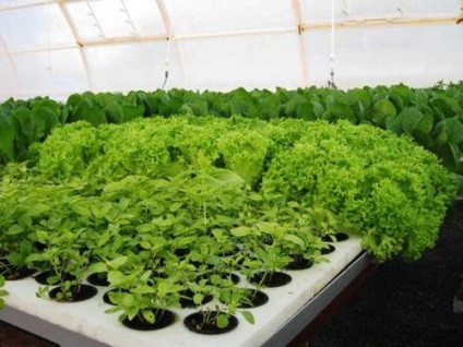 Verzii în cultivarea cu efect de seră pe tot parcursul anului de afaceri (cu efect de seră) Verzii în cultivarea cu efect de seră de afaceri pe tot parcursul anului