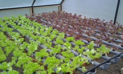 Verzii în cultivarea cu efect de seră, pe tot parcursul anului de afaceri (business în seră) Verzii în cultivarea cu efect de seră de afaceri pe tot parcursul anului
