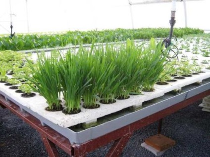 Verzii în cultivarea cu efect de seră pe tot parcursul anului de afaceri (verde tot anul) Verzii în cultivarea cu efect de seră de afaceri pe tot parcursul anului