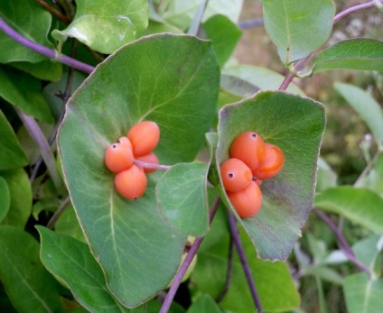Honeysuckle Perfoliate în fotografii de proiectare peisaj (peisaj) Honeysuckle Perfoliate în peisaj de design fotografie