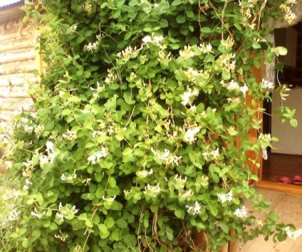 Honeysuckle Perfoliate în fotografii de proiectare peisaj (Design) Honeysuckle Perfoliate în peisaj de design fotografie