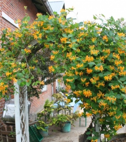 Honeysuckle Perfoliate în fotografii de proiectare peisaj (caprifoi) Honeysuckle Perfoliate în peisaj de design fotografie