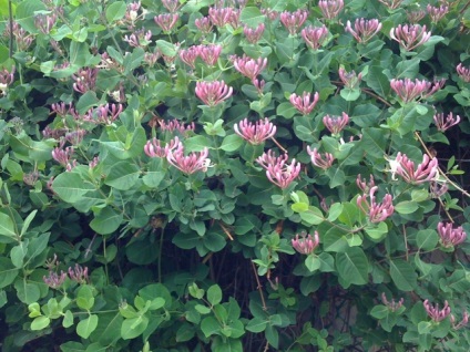 Honeysuckle Perfoliate în fotografii de proiectare peisaj (Design) Honeysuckle Perfoliate în peisaj de design fotografie