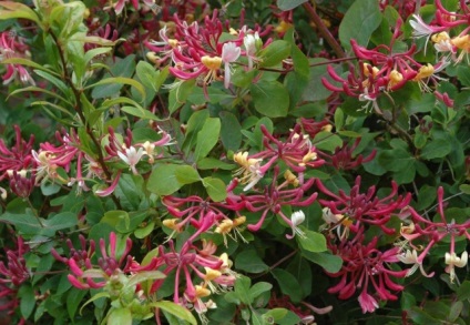 Honeysuckle Perfoliate în fotografii de proiectare peisaj (Perfoliate va încânta) Honeysuckle Perfoliate în peisaj de design fotografie