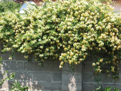 Honeysuckle în design peisaj de grădină, fotografie (caprifoi) Honeysuckle în design peisaj de grădină, fotografie