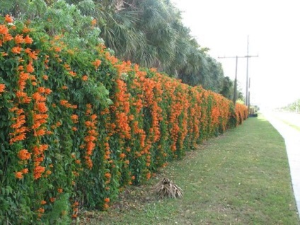 Honeysuckle în design peisaj de grădină, fotografie (caprifoi) Honeysuckle în design peisaj de grădină, fotografie