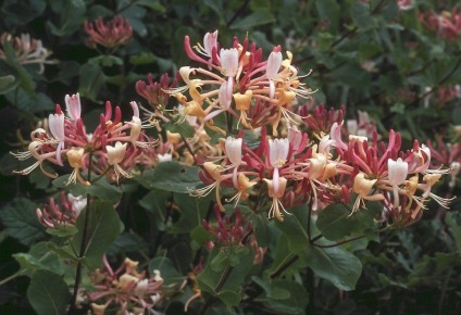 Honeysuckle în design peisaj de grădină, fotografie (Design) Honeysuckle în design peisaj de grădină, fotografie