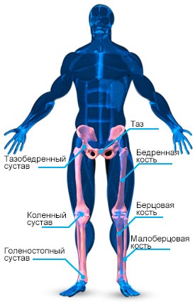 Anatomia mușchilor picioarelor și exerciții pentru mușchii picioarelor