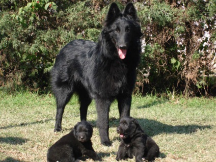 Ciobanescul belgian Groenendael Dog istorie, culoare, caracterul și caracteristici ale conținutului (fotografii)