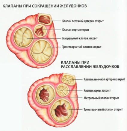 Ce este regurgitare in cardiologie