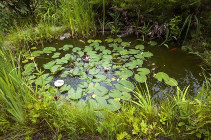 Cum se umple eliminarea iaz de corp de apă artificiale și naturale