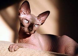 Sphynx