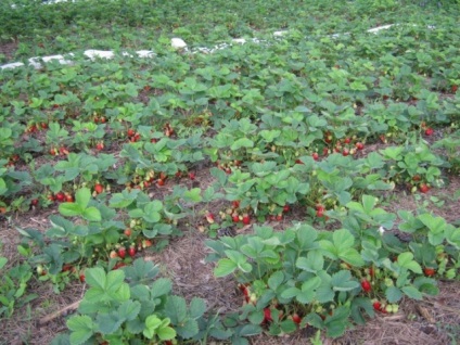 cultivarea căpșuni și întreținere în Siberia