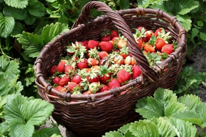 cultivarea căpșuni și întreținere în Siberia