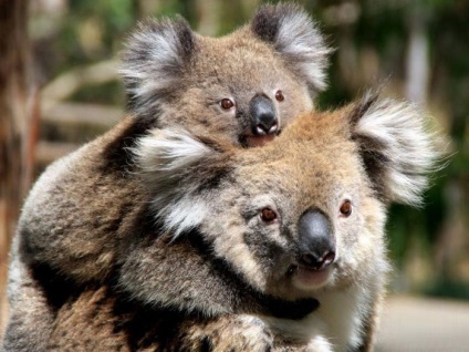 Koala - Ursul si marsupiale fara aparare (pouched) marsupial Ursul și apărare - Koala