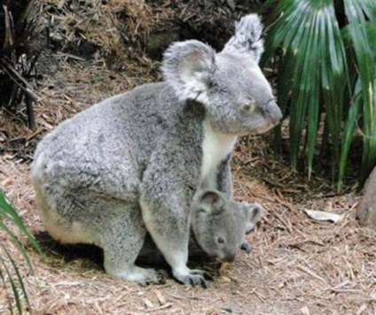 marsupial Ursul și lipsit de apărare (koala) - Koala marsupial Ursul și apărare - Koala